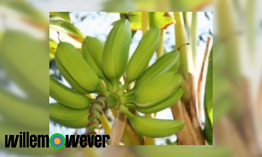 Waar groeit een banaan aan?