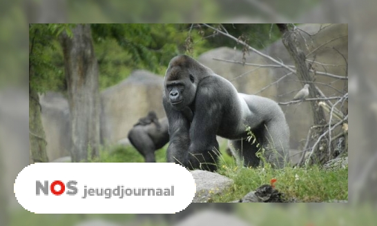 Beroemde gorilla Bokito doodgegaan in dierentuin