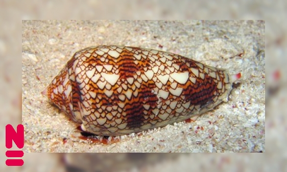 Kegelslakken: sluipschutters van de zee