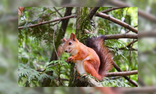 Spreekbeurtinformatie de rode eekhoorn