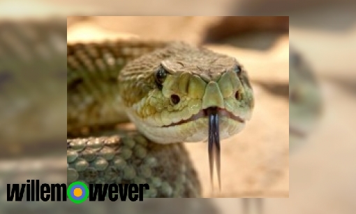 Hoe zie je of een slang giftig is?