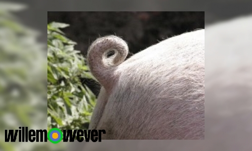 Waarom heeft een varken een krulstaart?