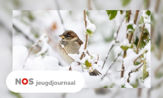 Hoe overleven vogels in de winter?