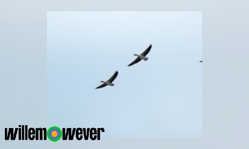 Hoe kunnen trekvogels zulke grote afstanden vliegen?