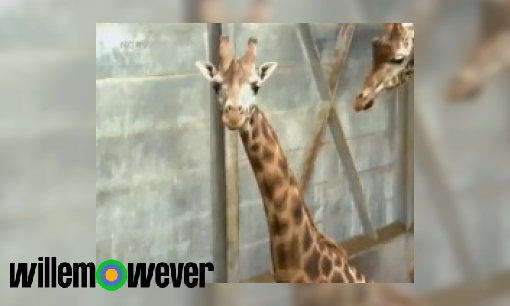 Waarom hebben giraffen een blauwe tong?