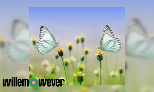 Hoe kun je mannetjes en vrouwtjes vlinders uit elkaar houden?