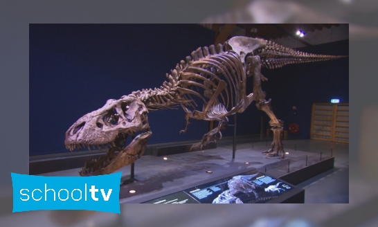 Een groot skelet van een T-Rex