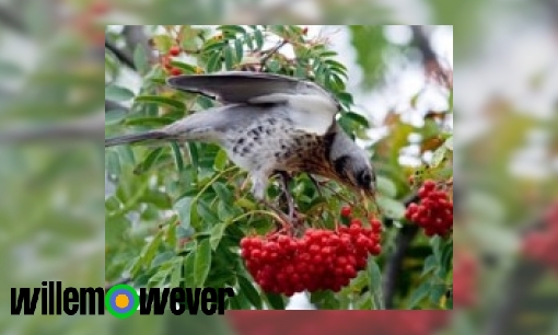 Waarom kunnen vogels giftige bessen eten?