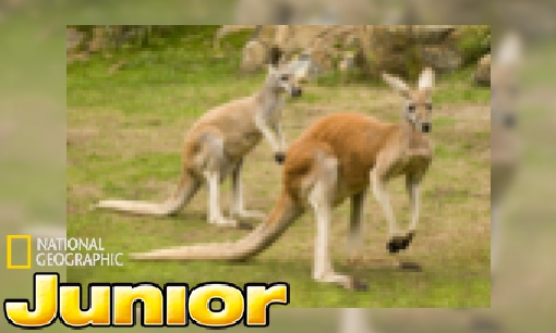 Weet je dit al over de kangoeroe?
