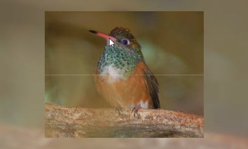 Spreekbeurt kolibrie