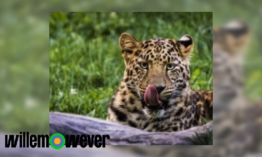 Wat is het verschil tussen een luipaard, jachtluipaard en een cheeta?