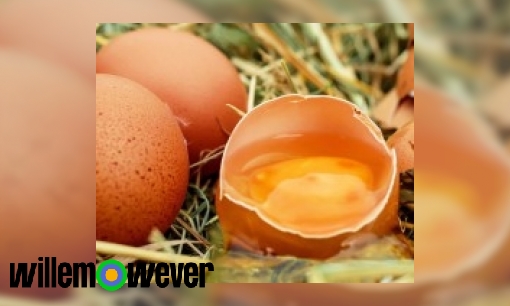 Hoe weet een boer welk ei bevrucht is?