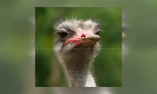 Spreekbeurt struisvogel