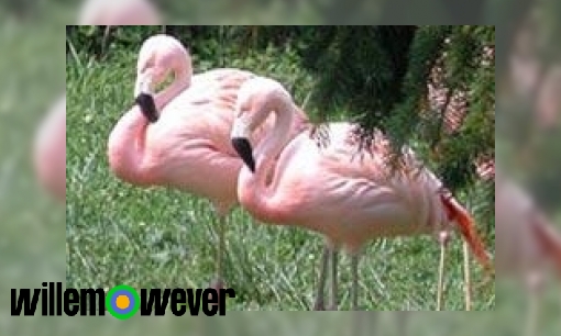 Waarom staan flamingo