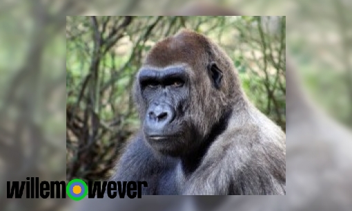 Waarom eet een gorilla zijn poep op?