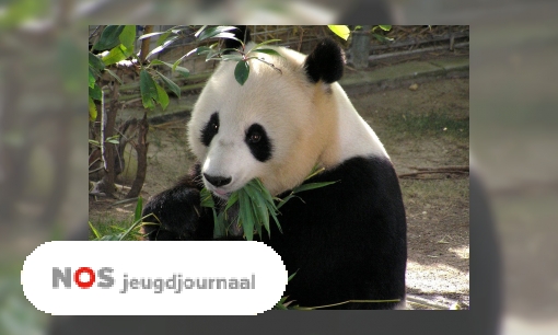 Drie weetjes over panda