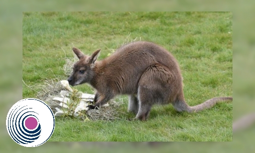Spreekbeurt Wallaby