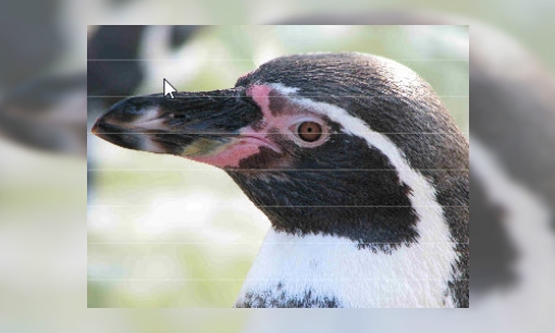 Spreekbeurt Humboldt pinguïn