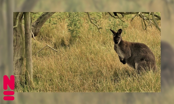 Kangoeroes: wat gebeurt er in die buidel?