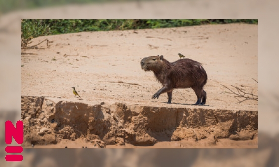 Iedereen is dol op capibara’s (zelfs parasieten)