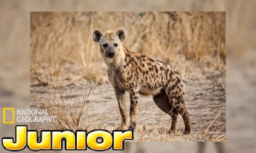 Sterrins Dierenencyclopedie: de gevlekte hyena
