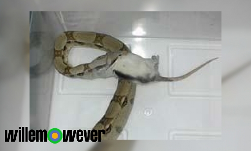 Hoe kan een slang in één keer een muis doorslikken?