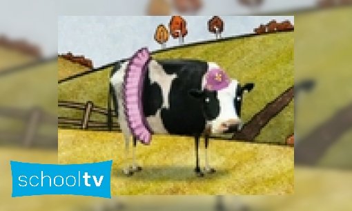 Plaatje Evie the cow