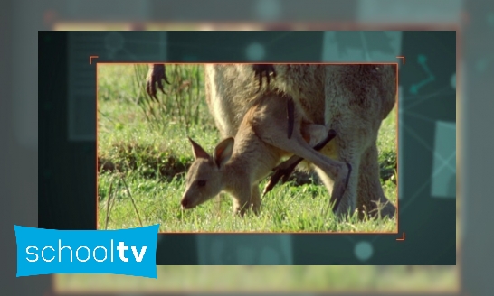 Hoe wordt een kangoeroe geboren?