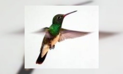 Kolibrie