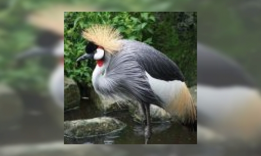 Kroonkraanvogel