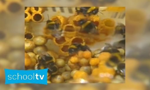 Waarom zoemen bijen?