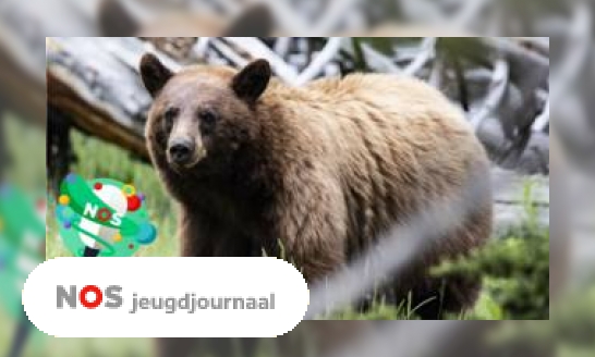 Podcast: Wanneer komt de bruine beer naar Nederland?