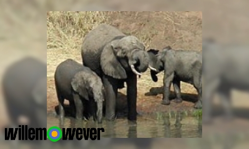 Waarom rouwen olifanten om hun dode kuddegenoten?