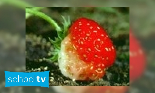 Hoe groeien aardbeien?