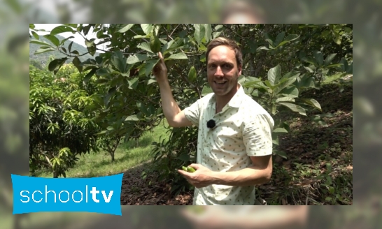 Hoe groeit een avocado?