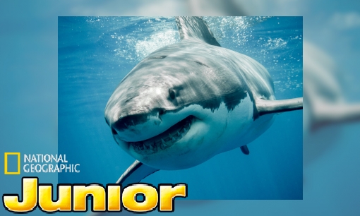 Sterrins Dierenencyclopedie: de witte haai