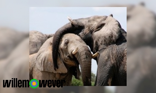 Kan een olifant niezen?