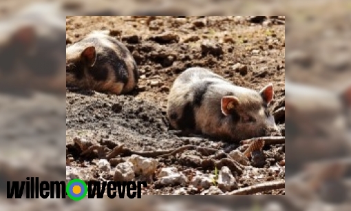 Waarom rollen varkens door de modder?