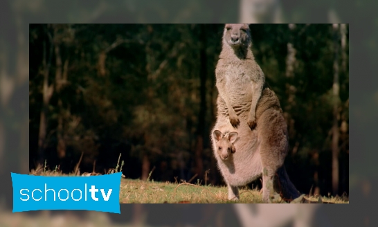 Wat is er bijzonder aan de kangoeroe?