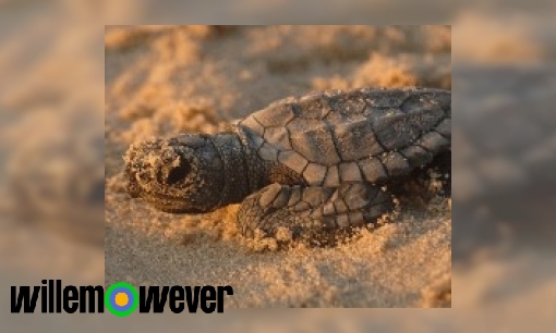Waarom begraven schildpadden hun eieren in het zand?