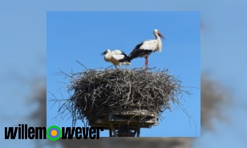 Waarom maken ooievaars hun nest op een stok?