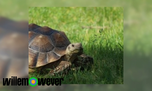 Waarom lopen schildpadden zo langzaam?
