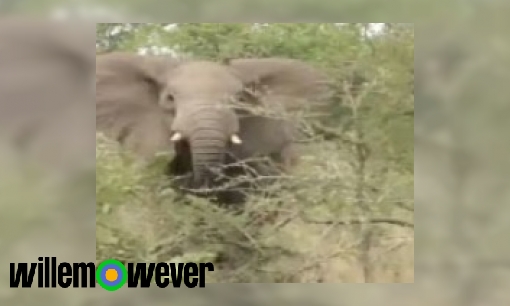 Waarom heeft een olifant een lange slurf?