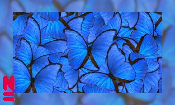 De schitterende blauwe morphovlinder