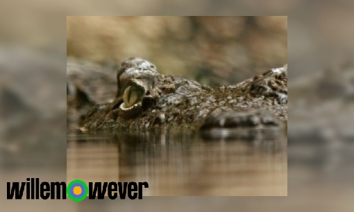 Wat is het verschil tussen een krokodil en een alligator?