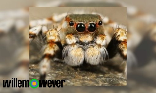 Hoe oud kunnen spinnen worden?