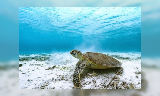 Infoblad zeeschildpadden