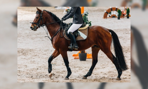 The Dutch MastersIndoor Brabant Horse Show