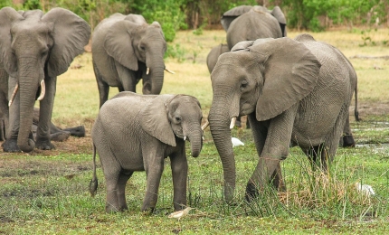 Wereld olifantendag