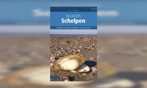 Plaatje Schelpen : zeeschelpen en weekdieren uit ons Noordzeegebied